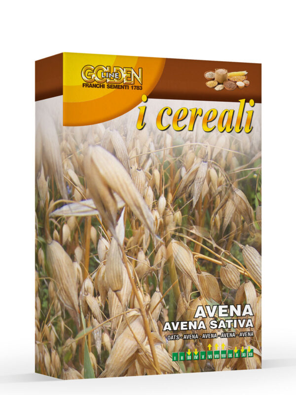 AVENA - Varietà precoce e di taglia bassa. Produce numerose spighe contenenti grani con ottimo peso specifico.