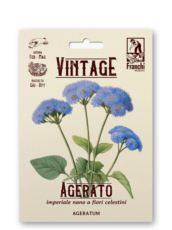 Agerato nano blu star