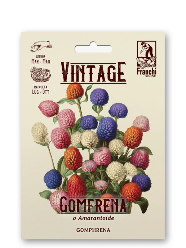 Gomphrena globosa multicolor