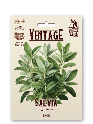 Salvia
