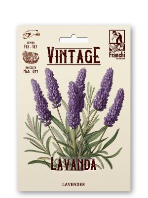 Lavanda