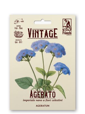 Agerato nano blu star