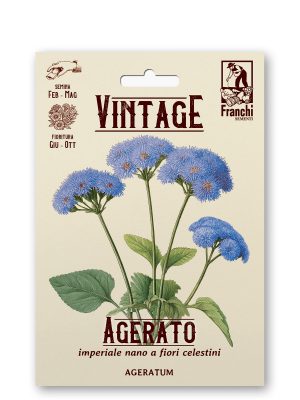 Agerato nano blu star
