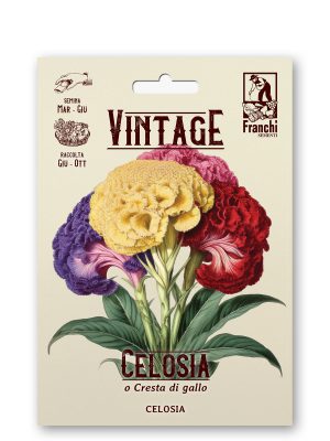 Celosia cristata multicolor