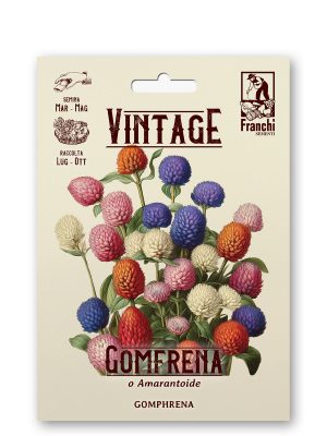Gomphrena globosa multicolor