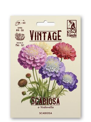 Scabiosa multicolor