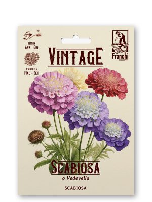 Scabiosa multicolor