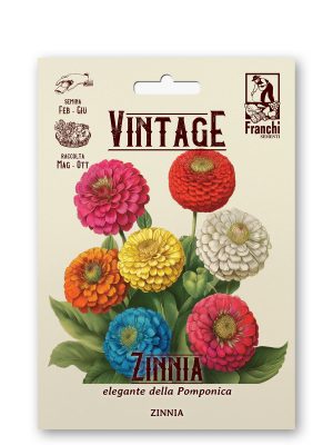 Zinnia pompon