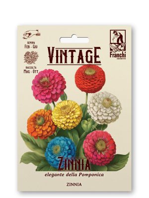 Zinnia pompon