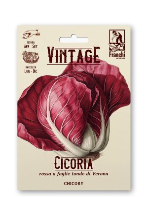 Cicoria