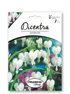 SPECTABILIS  ALBA - BIANCA