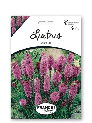 SPICATA LILLA - LILLA