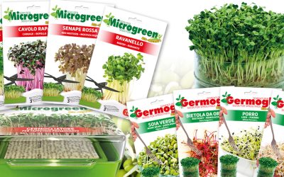 Sementi biologiche per la produzione di germogli ad uso alimentare