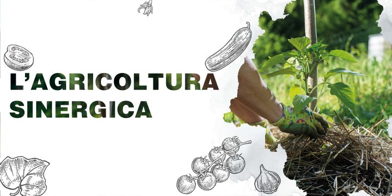 Orto Sinergico