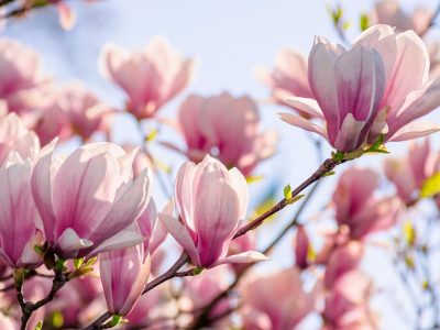 magnolia tree blossom in springtime. tender pink flowers bathing in sunlight. warm april weather