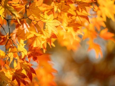 calendario semine Novembre