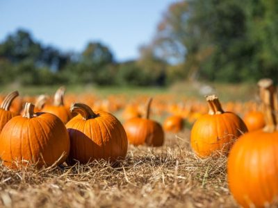 calendario semine Ottobre